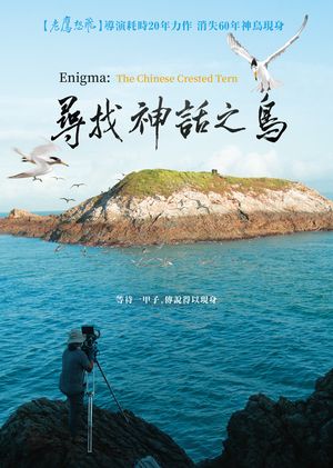 尋找神話之鳥 Enigma: The Chinese Crested Tern